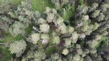 antenn se kamera rör sig från längs grön skog av tät blandad träd blast av tall träd och björkar. flygande över en omfattande frodig grön tall och gran träd blast i de berg. antenn se video