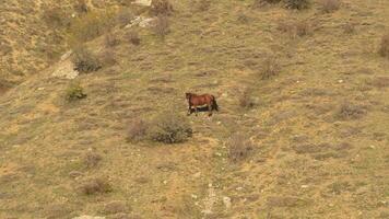 Aerial of a beautiful brown horse in the mountains. Shot. It is staying in the middle of the open ground video