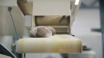 un pan producción línea. escena. comida fábrica transportador cinturón. un pan pan en fabricación línea a comida planta. pan de un pan en transportador cinturón video