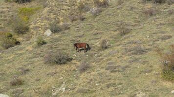 aéreo de un hermosa marrón caballo en el montañas. disparo. eso es quedarse en el medio de el abierto suelo video