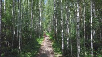 Beautiful morning bright sunlit summer birch woods with pathway. Clip. Path through birch grove at summer. Background, nature. Fabulous view of the birch grove through which the path passes video