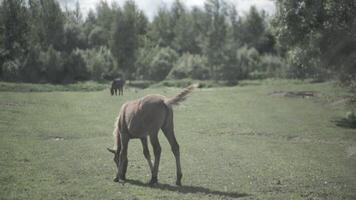 bestiame nel il recinto. cavalli mangiare il erba dentro il recinto. un' cavalli sfiora è un' pascolo video