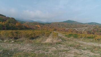 Weinberg im Herbst. Schuss. schön Aussicht von das Traube Felder video