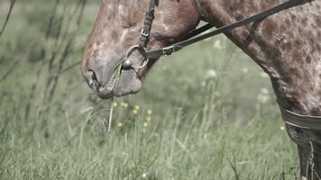 häst tugga de gräs på en bakgrund av natur. närbild av huvud av häst äter gräs video