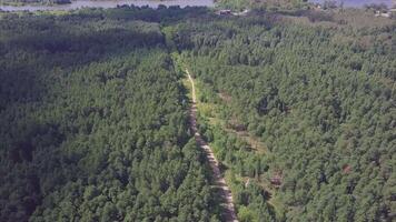 antenne visie camera van groen Woud van dicht gemengd boom tops van pijnboom bomen en berken. klem. antenne visie vliegend over- oud gepatched twee rijbaan Woud weg met groen bomen van dicht bossen groeit beide video