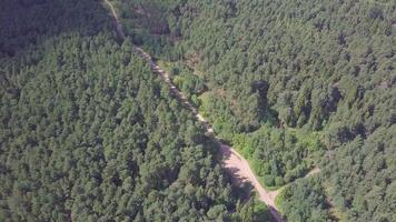 antenn se kamera från grön skog av tät blandad träd blast av tall träd och björkar. klämma. antenn se flygande över gammal lappat två körfält skog väg med grön träd av tät trän växande både video