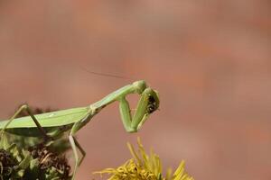 The female praying mantis devouring wasp photo