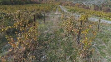 Weinberg im Herbst. Schuss. schön Aussicht von das Traube Felder video