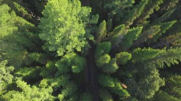 aérien vue de bois avec route dans le été pendant une vol. rivière par le vert épicéa forêt, aérien voir. le Haut vue sur le l'automne rivière avec forêt, magnifique paysage. Haut vue de le video