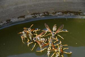 Wasps Polistes drink water. Wasps drink water from the pan, swim on the surface of the water, do not sink. photo