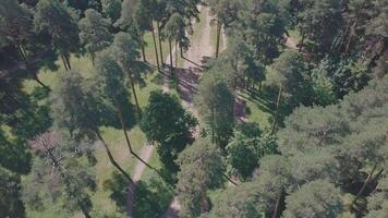 Aerial drone gliding shot of a sunny forest park. Clip. Top view of spring park, weekend video