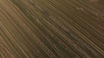 aérien vue de l'automne agricole champ. images. aérien vue de blé champ. agricole champ video