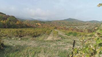 viñedo en otoño. disparo. hermosa ver de el uva campos video