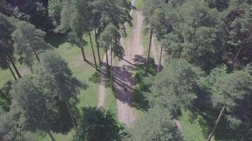 Aerial drone gliding shot of a sunny forest park. Clip. Top view of spring park, weekend video