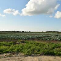 el repollo campo foto