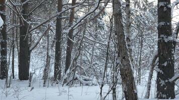 eisig Winter Landschaft im schneebedeckt Wald. Winter Straße , Wald mit Kiefer Bäume. Panorama von Winter Wald mit Bäume video