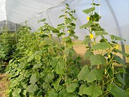 Cucumbers in greenhouse to grow. Tied stalks of cucumbers in the greenhouse. photo
