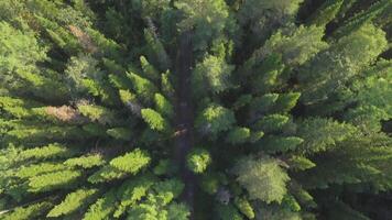 Aerial view of woodlands with road in the summer during a flight. River through the green spruce forest, aerial view. The top view on the autumn river with forest, beautiful landscape. Top view of the video