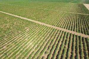 Grape orchards bird's-eye view. Vine rows. Top view of the garden photo