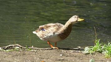 selvaggio anatra nuoto su un' montagna lago. anatra su il stagno. selvaggio anatra con gocce di acqua video