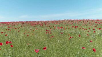 A calm flight over a field of red poppies, aerial view. Shot. Aerial view of red poppy field video