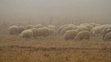 betning besättning av får på torr höstlig bete på de topp av de kuperad landskap. skott. flock av får gående på dimmig fält video