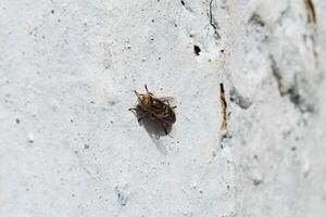 Hoverfly sitting on a white wall photo