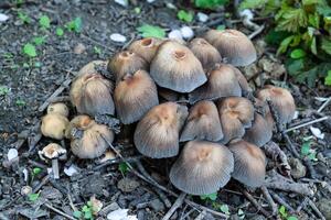 False mushrooms on the ground. The growth of fungi on moist soil. photo