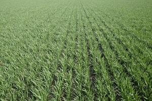 Spring winter wheat field photo