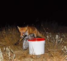 The fox at night is looking for food. The fox is next to a white photo