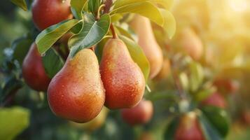 AI generated Beautiful juicy ripe pears hang on a branch in the summer garden photo