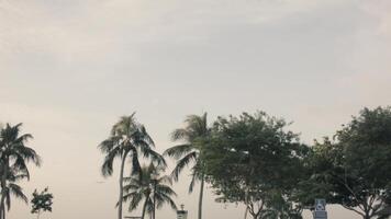 Palm trees at sunset light. Shot. View of palm trees against sky at sunset. Tropical palm trees sway in wind at sunset video