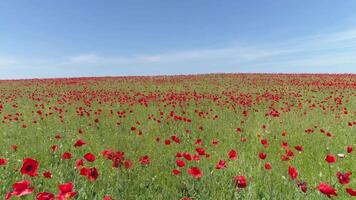 een kalmte vlucht over- een veld- van rood klaprozen, antenne visie. schot. antenne visie van rood papaver veld- video