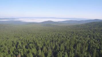 Long distance nature mountain green tree forest landscape, aerial view. An aerial view of the forest during summer, with a mix of evergreen trees with a beautiful mountains in the distance video