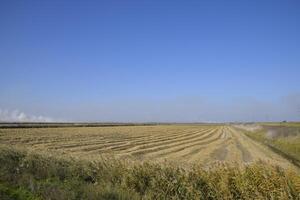 Harvesting rice in the fields. Beveled rice in field photo