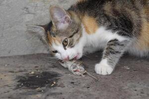 el gato atrapado el ratón. el gato come el atrapado ratón. hogar cazador foto