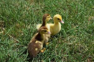 Ducklings of a musky duck photo