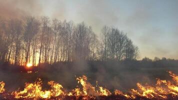 aérien vue de incendies dans forêt dans nuageux été journée. images. fort incendies. forêt les feux aérien vue video