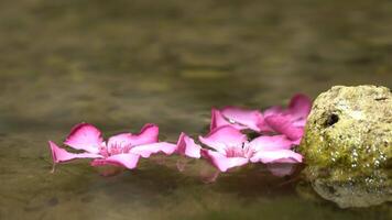lirio de agua en jardín estanque. hermosa dos rosado flores en agua video