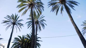 ver de el alto palma arboles en un soleado día. existencias. hermosa alto palma arboles en urbano ambiente video