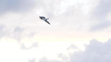 gaivota é vôo dentro céu sobre a mar águas. estoque. gaivota caça sobre a mar video