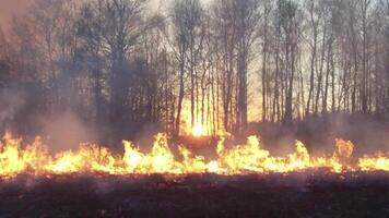 en el campo ardiente seco césped. imágenes. ardiente de Paja en el campo. fuego, ardiente antiguo césped en el campo video