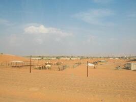 Camels in the shelter photo