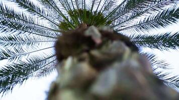 Prost Aussicht von ein schön Palme Baum mit Blau Himmel. Aktie. Unterseite Aussicht von Palme Baum video