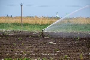 irrigación sistema en campo de melones riego el campos. aspersor foto