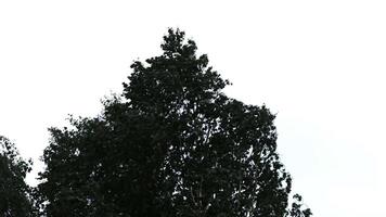 sagome di le foglie contro il cielo. silhouette un' albero contro un' sfondo di cielo video