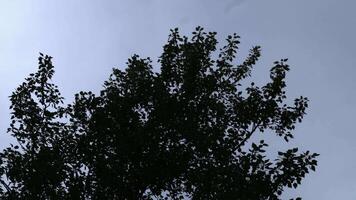 silhuetter av löv mot de himmel. silhuett en träd mot en bakgrund av himmel video