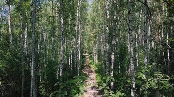 Sol genom de träd av en björk lund. klämma. väg genom björk lund på sommar. bakgrund, natur. fantastisk se av de björk lund genom som de väg passerar video