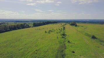 Pine trees green meadows and blue sky with clouds. Clip. Top view of the green field with forest video