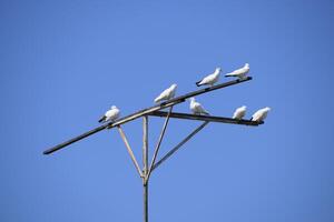 Domestic thoroughbred pigeons on the perch photo